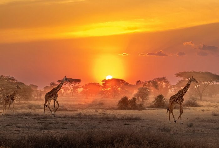 Картинка природа Африки, жирафы, саванна, закат