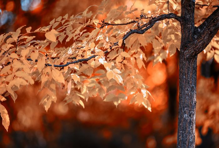 Картинка дерево с золотыми листьями