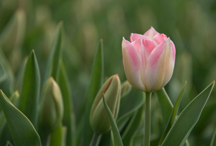 Картинка тюльпаны, весна