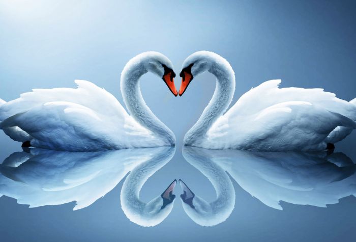 Картинка два лебедя друг возле друга, в форме сердца, отражаются в воде