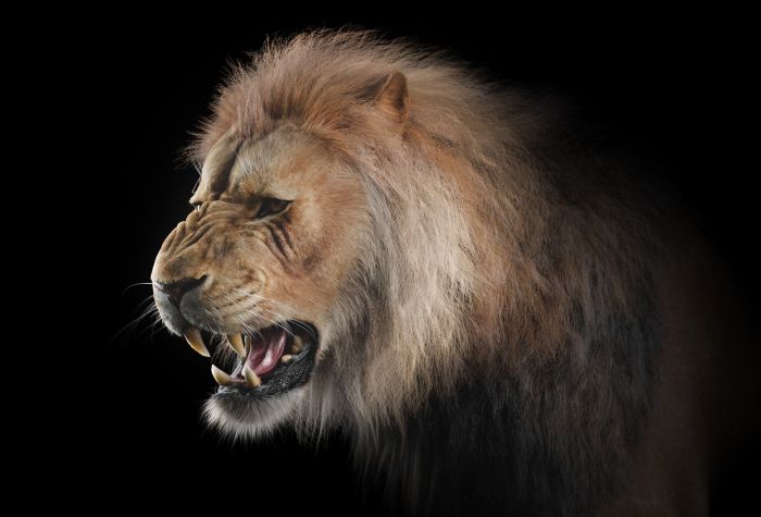 Картинка большой лев на черном фоне, оскал льва