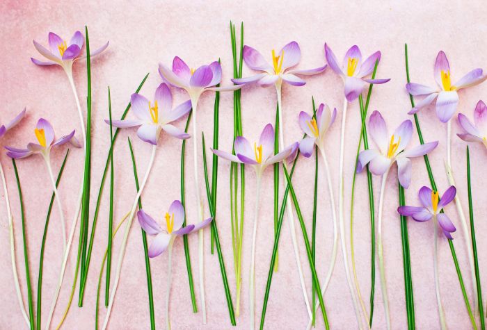 Картинка крокусы, шафран, светло фиолетовые цветы с зелеными листиками