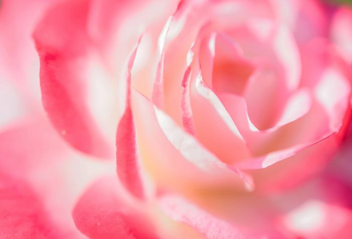 Картинка розовая роза, бутон цветка с нежными лепестками