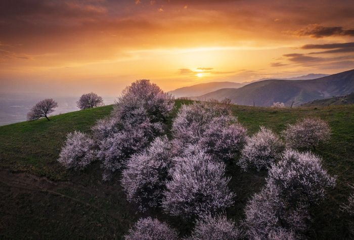 Картинка цветущие деревья фото на холмах на фоне заката солнца