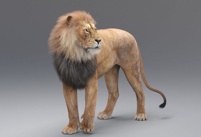 Картинка большой, красивый лев, хищник, 3D графика, серый фон