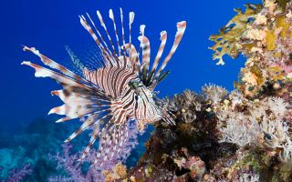 подводный мир, рыба крылатка возле кораллов