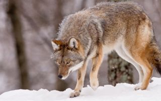 волк дикое животное на снегу зимой