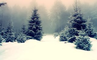 елки среди сугробов в зимнем лесу окутанным туманом