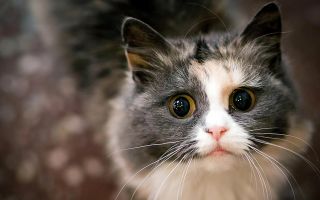 милый котик, красивая мордашка, жалостные глаза