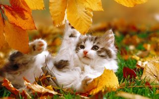 маленький котёнок играет с осенней листвой