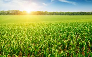 солнце освещает  большое зеленое  поле кукурузы