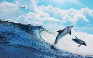 дельфины выпрыгивают из волны