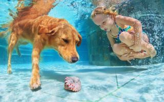 собака с ребенком плавают под водой в бассейне