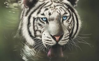 морда белого бенгальского тигра