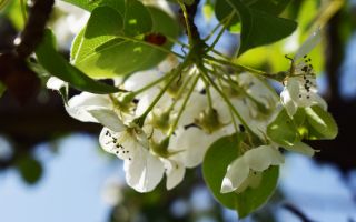 цветущая ветка черешни, весеннее макро фото