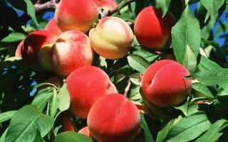 румяные персики на дереве