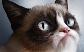 Grumpy Cat, злой, сердитый кот Тард, мем