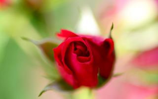 красный бутон розы, макро фото