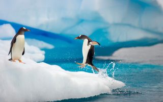 два пингвина на леднике айсберга