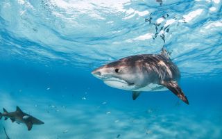 акулы, подводные хищники в голубой воде океана