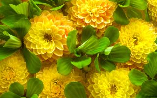 осенние цветы, красивые желтые Хризантемы