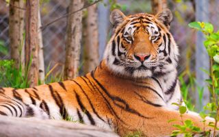 гордый, красивый тигр, животное, хищник
