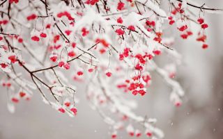 весенние цветы на ветке засыпало снегом