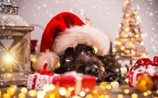 новый год 2018, собака в шапке возле елки и подарков