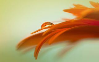 капля на оранжевых лепестках цветка