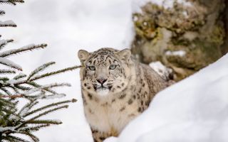 снежный барс, хищник, большая кошка, животное