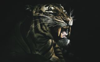 тигр с острыми клыками, оскал хищника