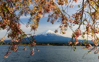 вулкан Фудзияма сквозь ветки сакуры