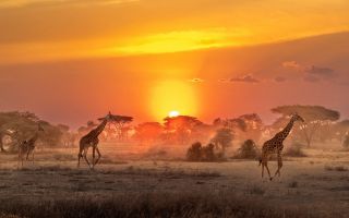 природа Африки, жирафы, саванна, закат