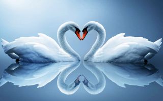 два лебедя друг возле друга, в форме сердца, отражаются в воде
