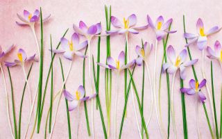 крокусы, шафран, светло фиолетовые цветы с зелеными листиками