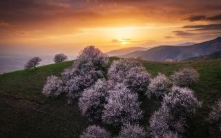цветущие деревья фото на холмах на фоне заката солнца