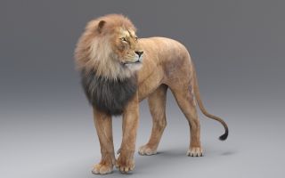 большой, красивый лев, хищник, 3D графика, серый фон